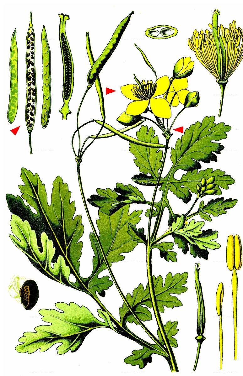 Чистотел большой Chelidonium majus