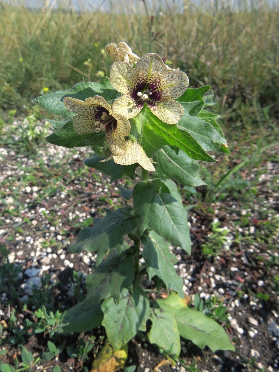 Hyoscyamus. Гиосциамус (белена).