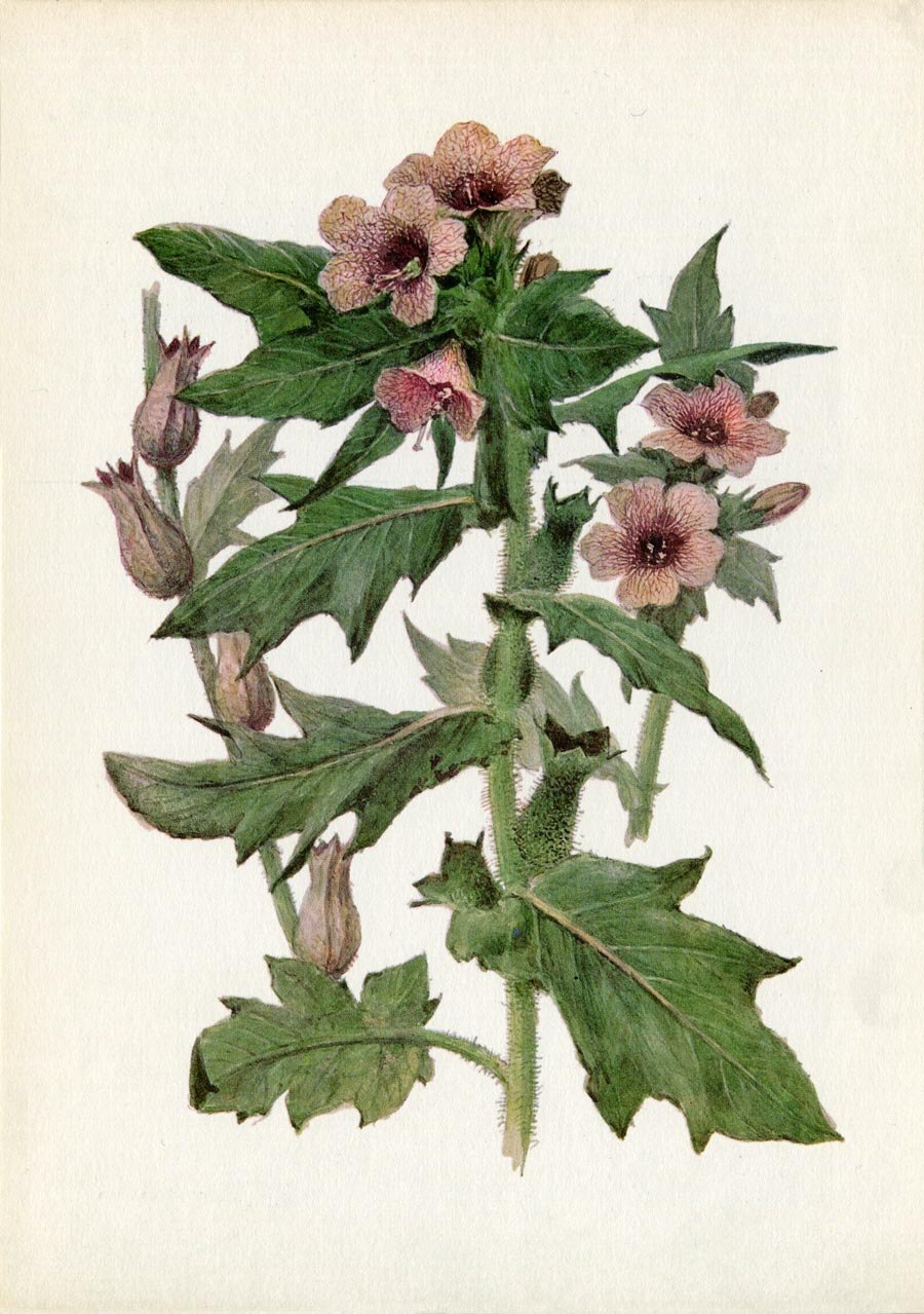 Белена чёрная