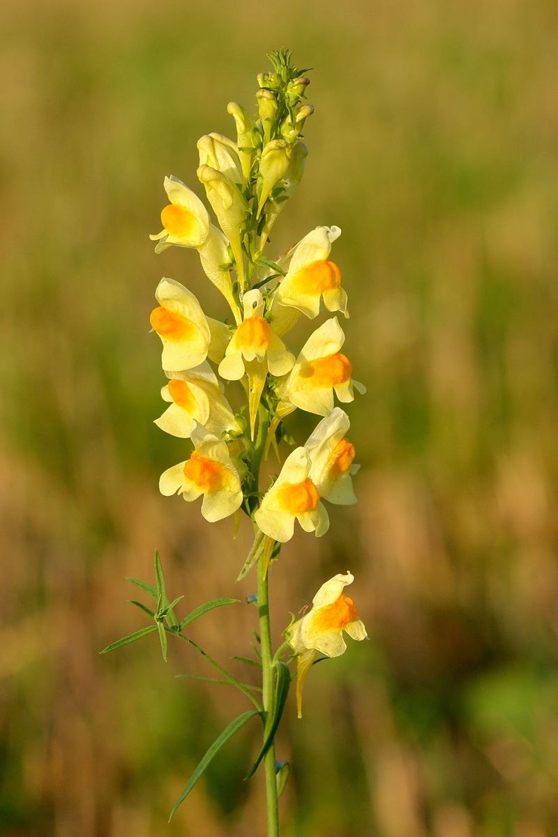 Scrophulariaceae семейство