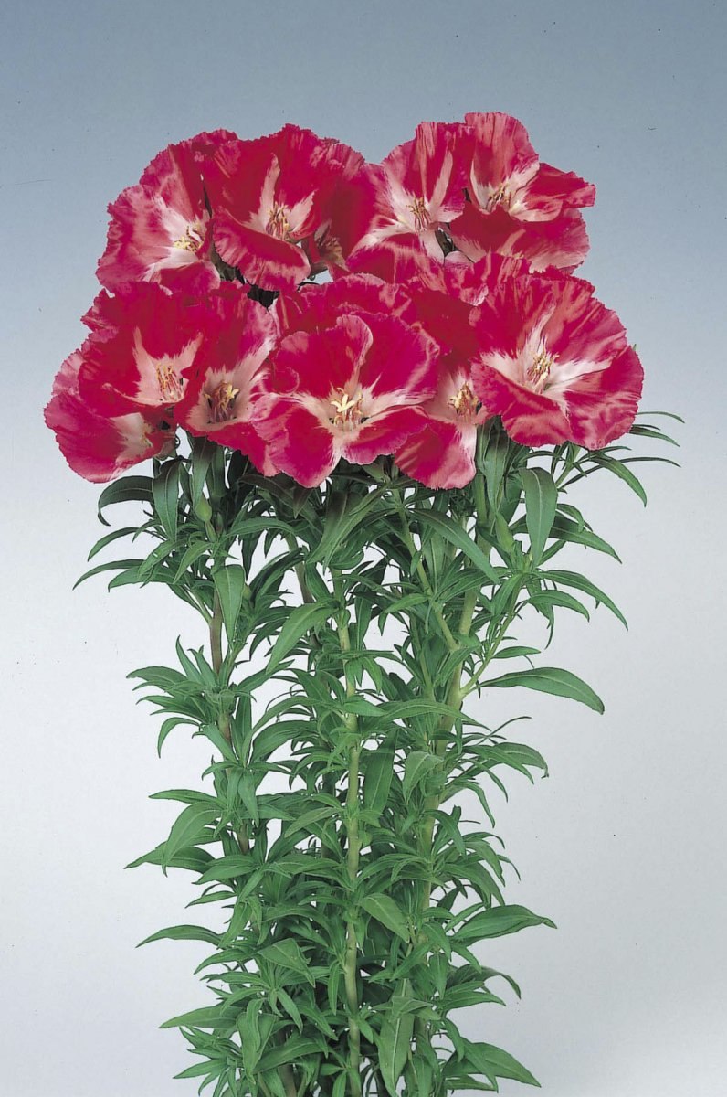 Кларкия Сакура