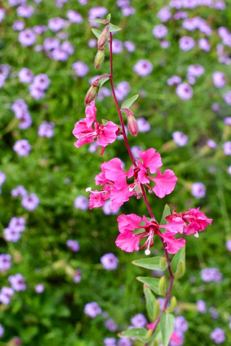 Кларкия Сакура