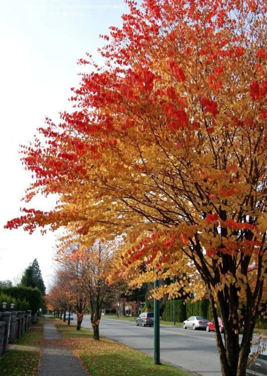 Cercidiphyllum japonicum