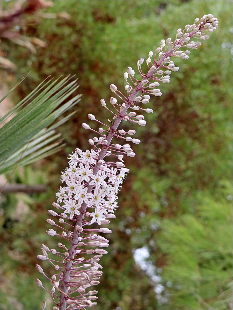 Drimia platyphylla