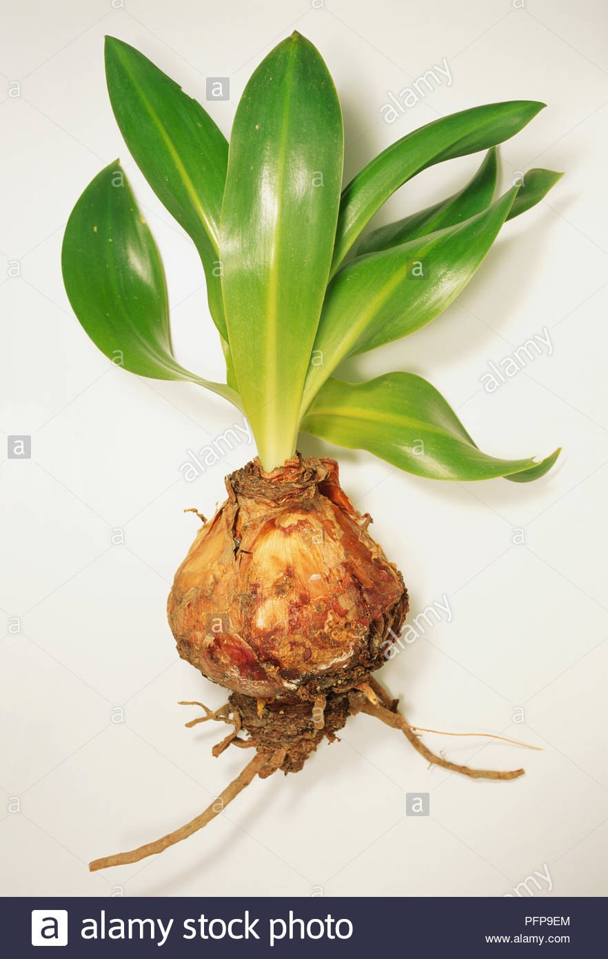 Rutstroemia maritima