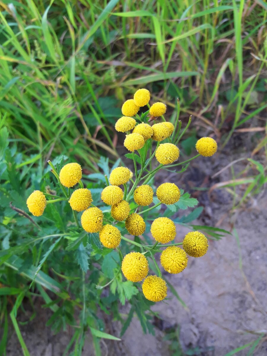 Пижма бальзамическая Криспа