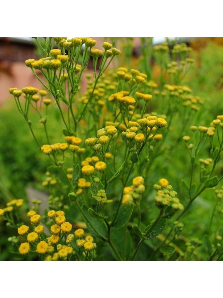 Пижма бальзамическая