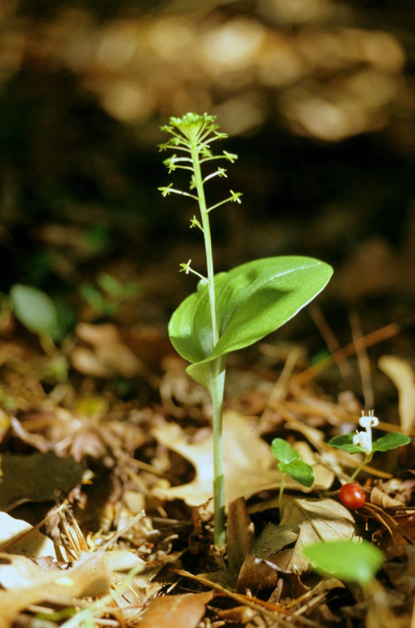 Хаммарбия Болотная