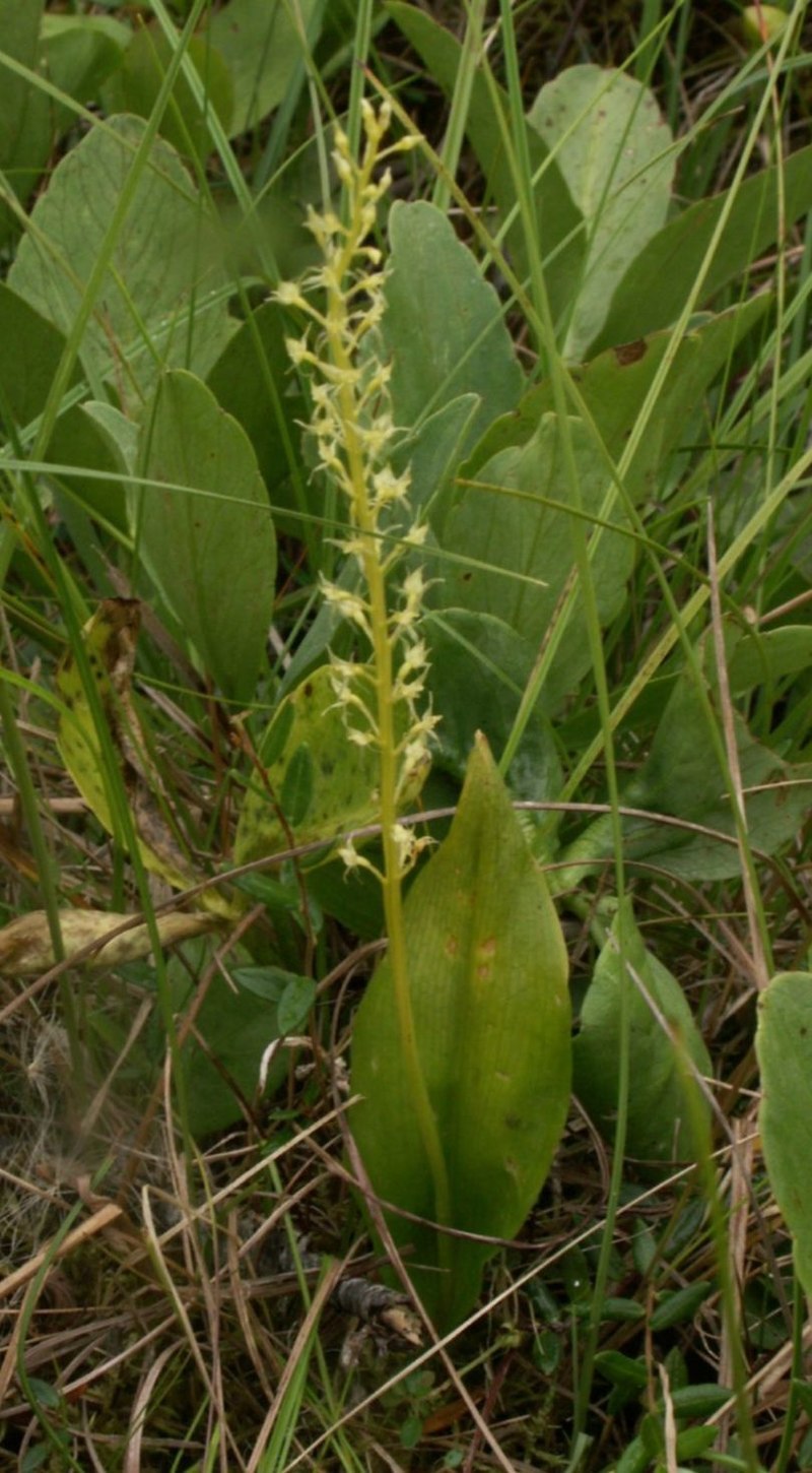 Гаммарбия Болотная