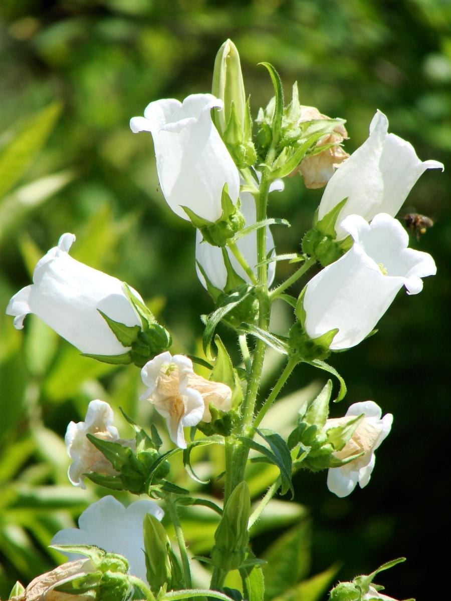 Колокольчик доломитовый белый