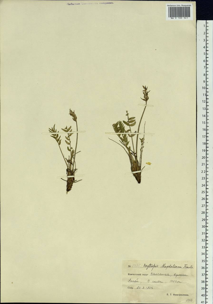 Остролодочник Гмелина