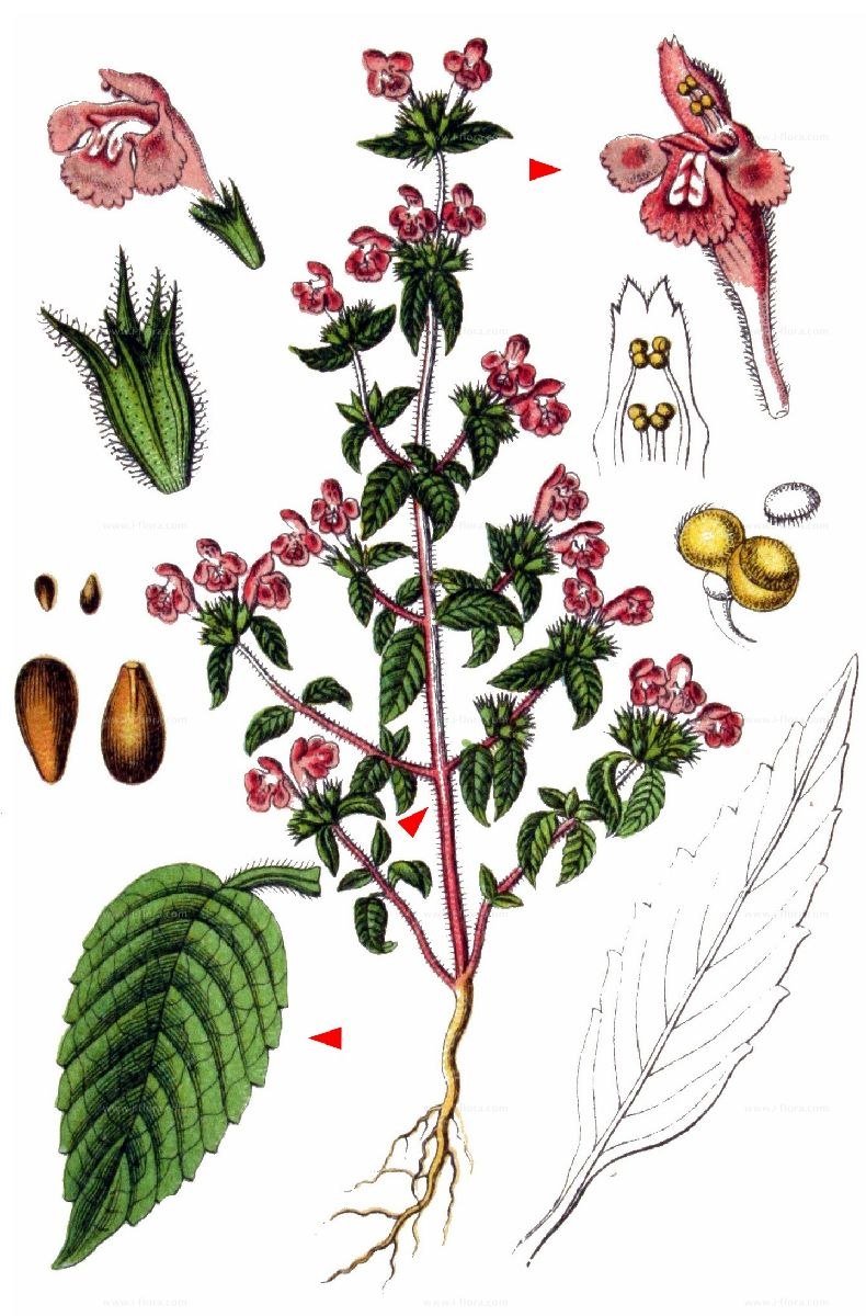 Galium uliginosum