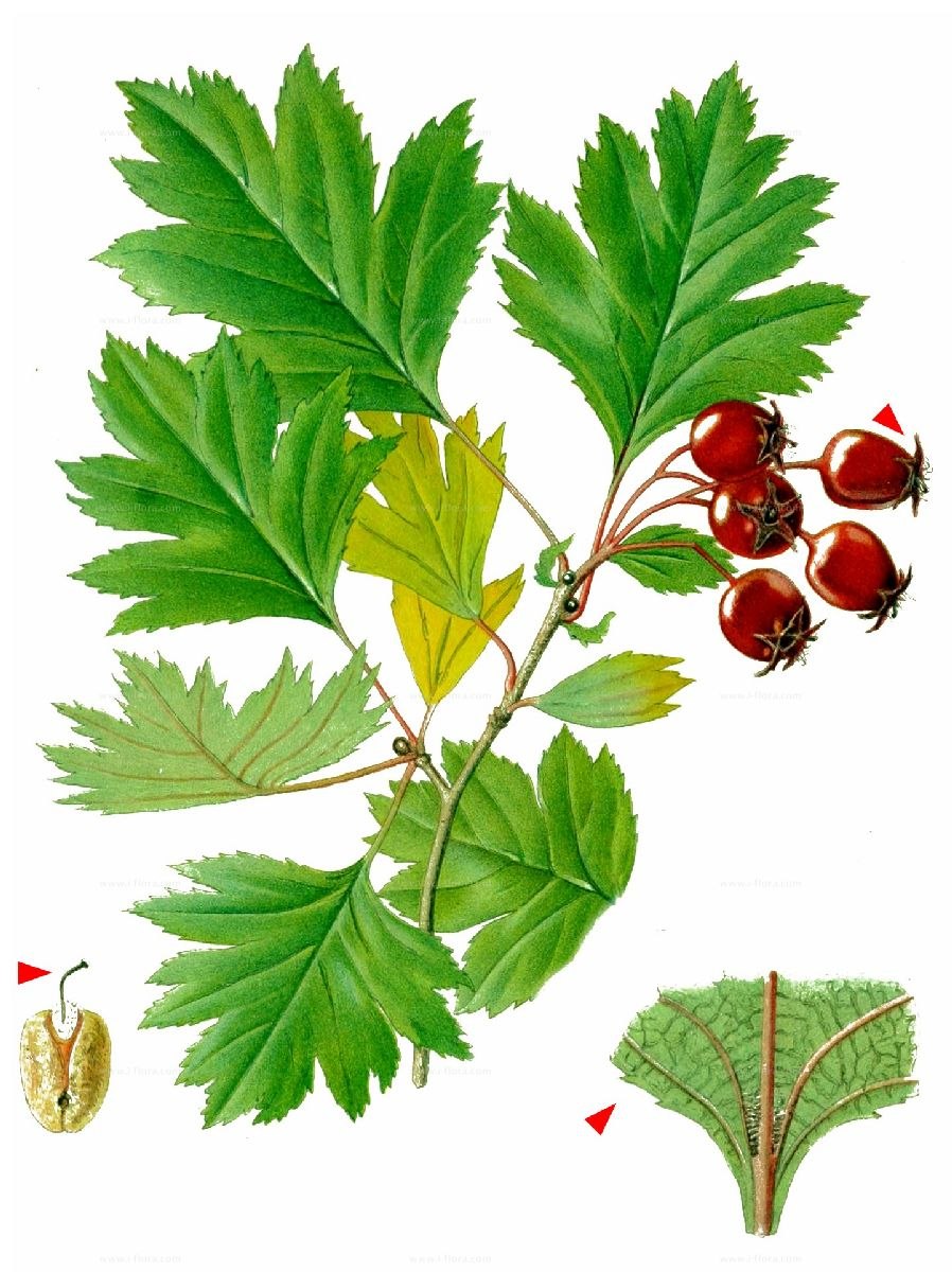 Crataegus rhipidophylla