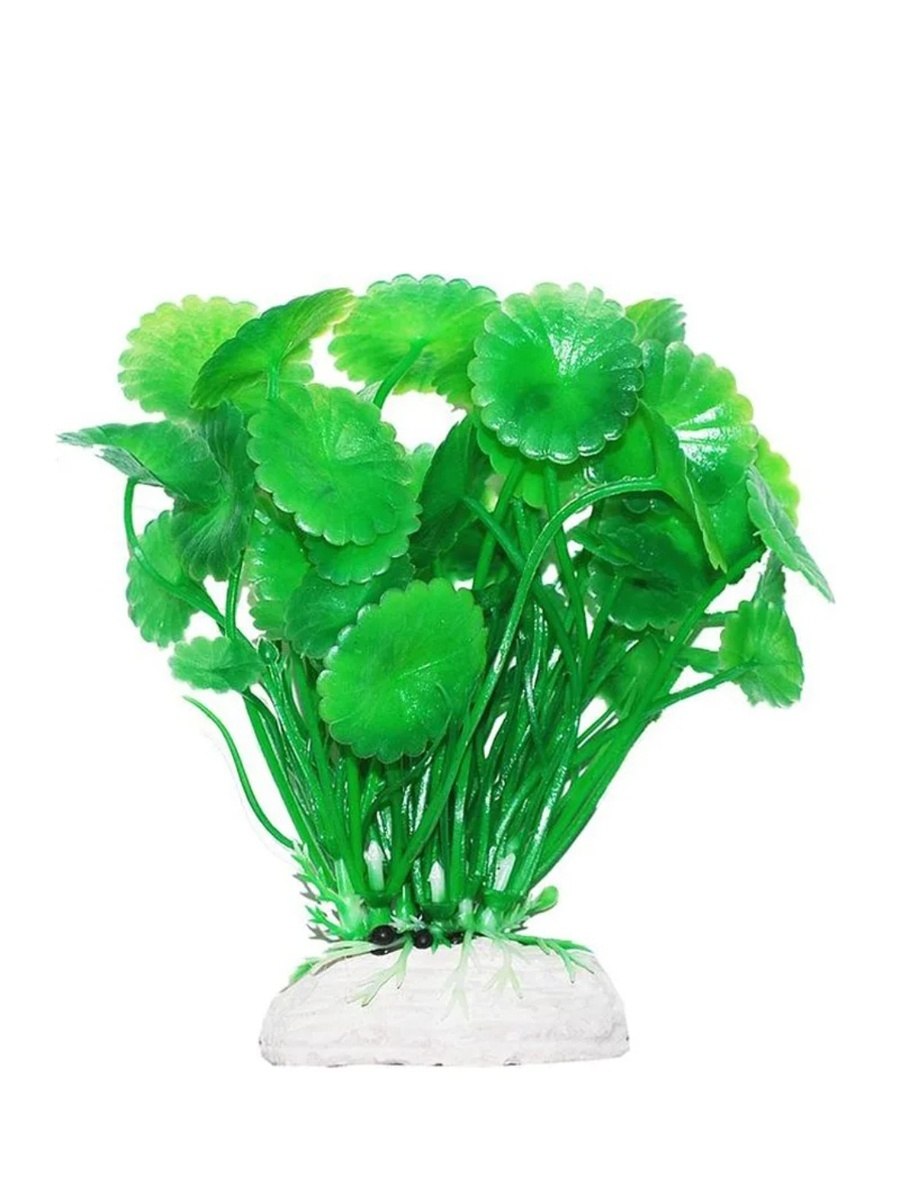 Гидрокотила аквариумное растение