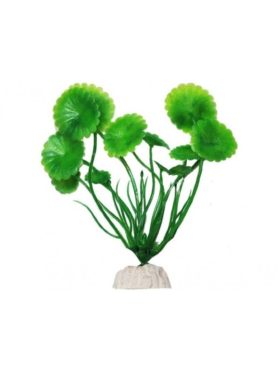 Щитолистник белоголовый (Hydrocotyle leucocephala)