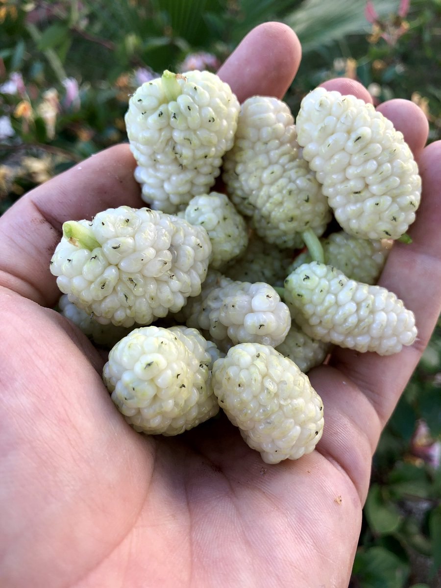 Шелковица белая медовая