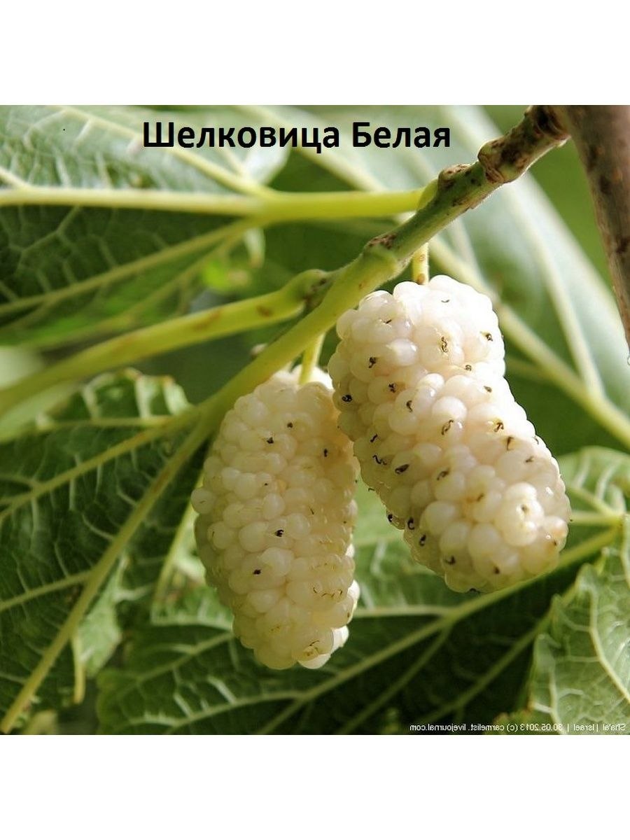 Шелковица белая