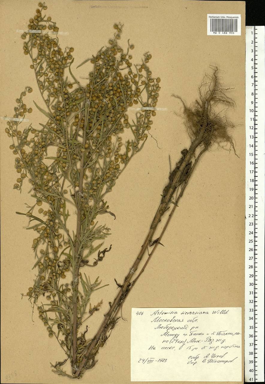 Artemisia sieversiana