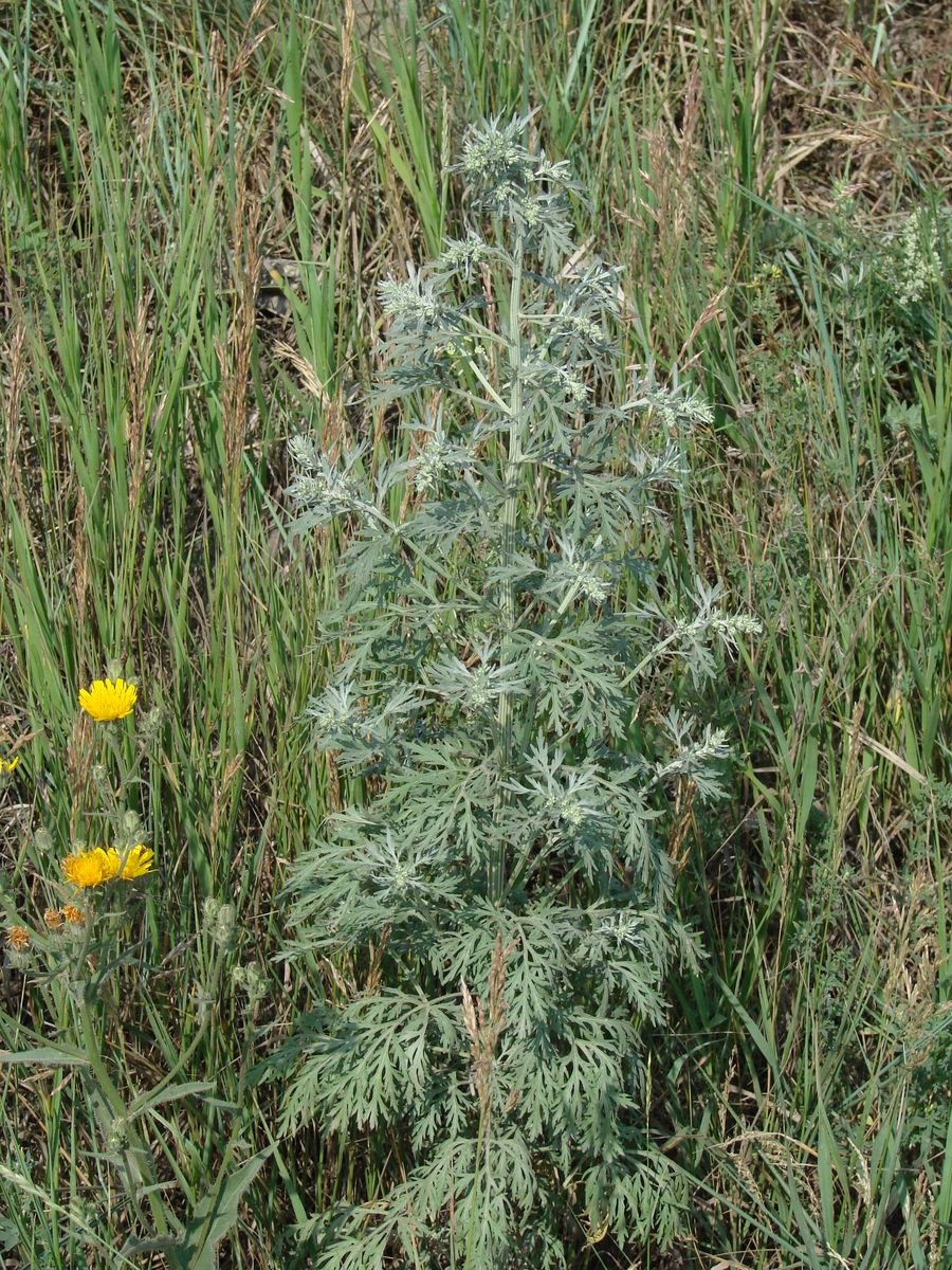 Artemisia sieversiana