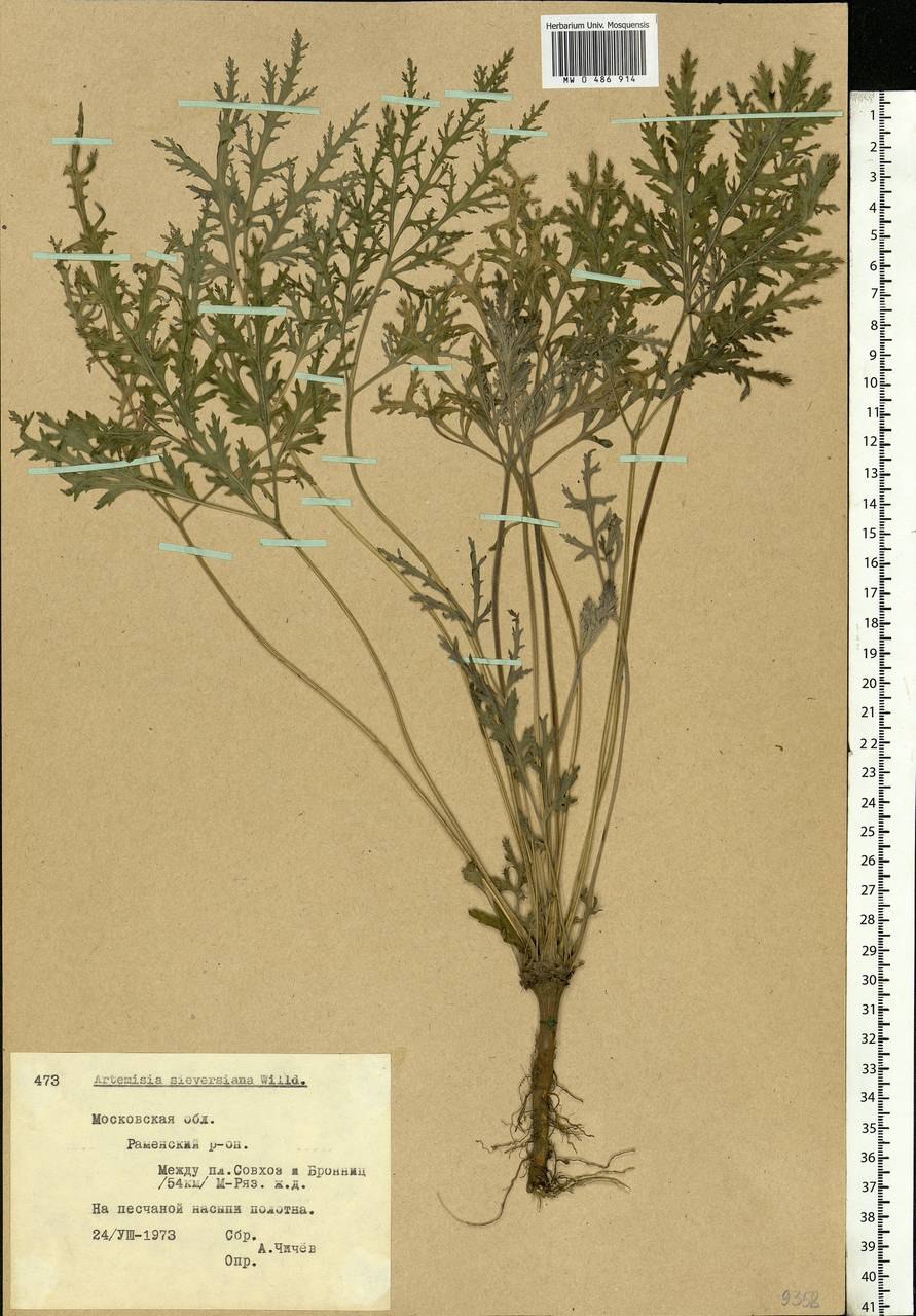 Полынь Понтийская (Artemisia Pontica)