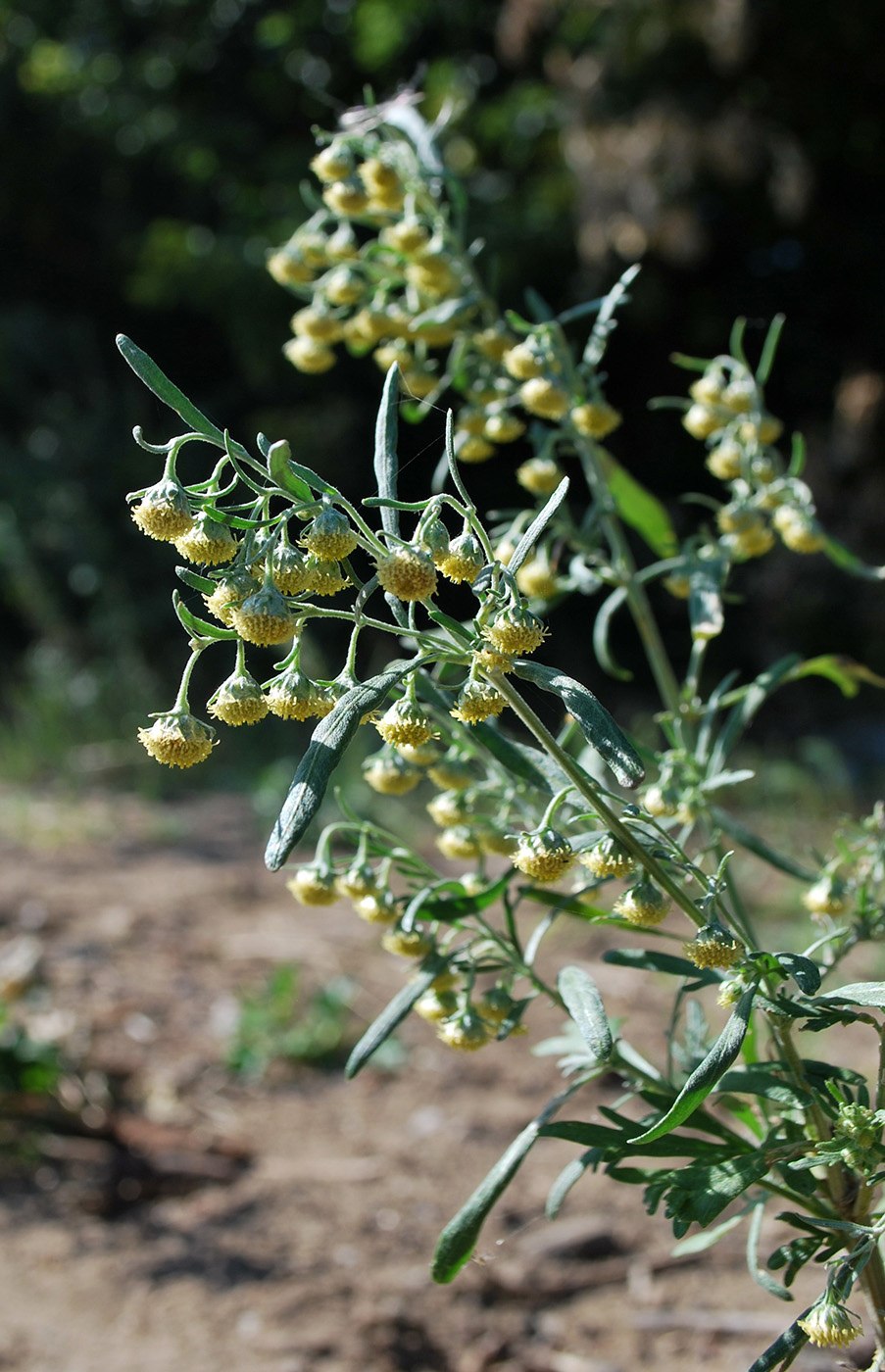 Artemisia sieversiana Willd