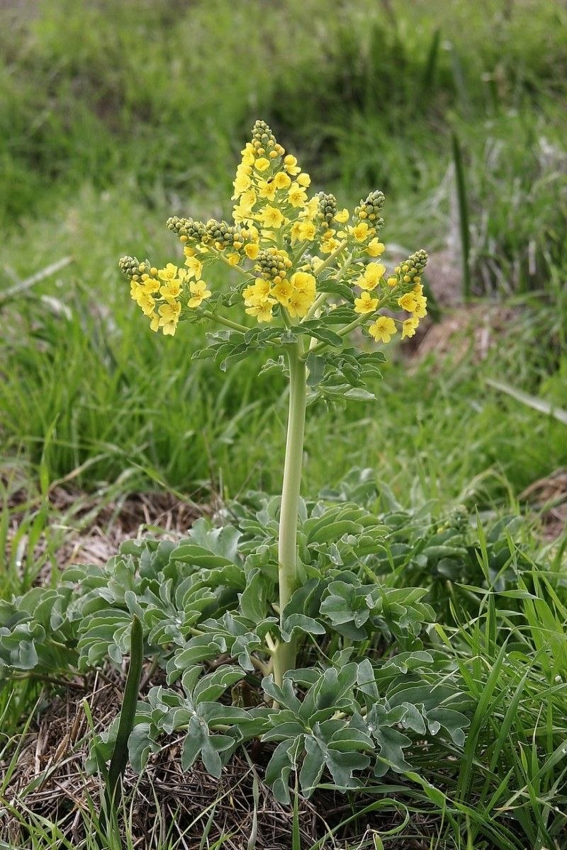 Леонтица дарвазская