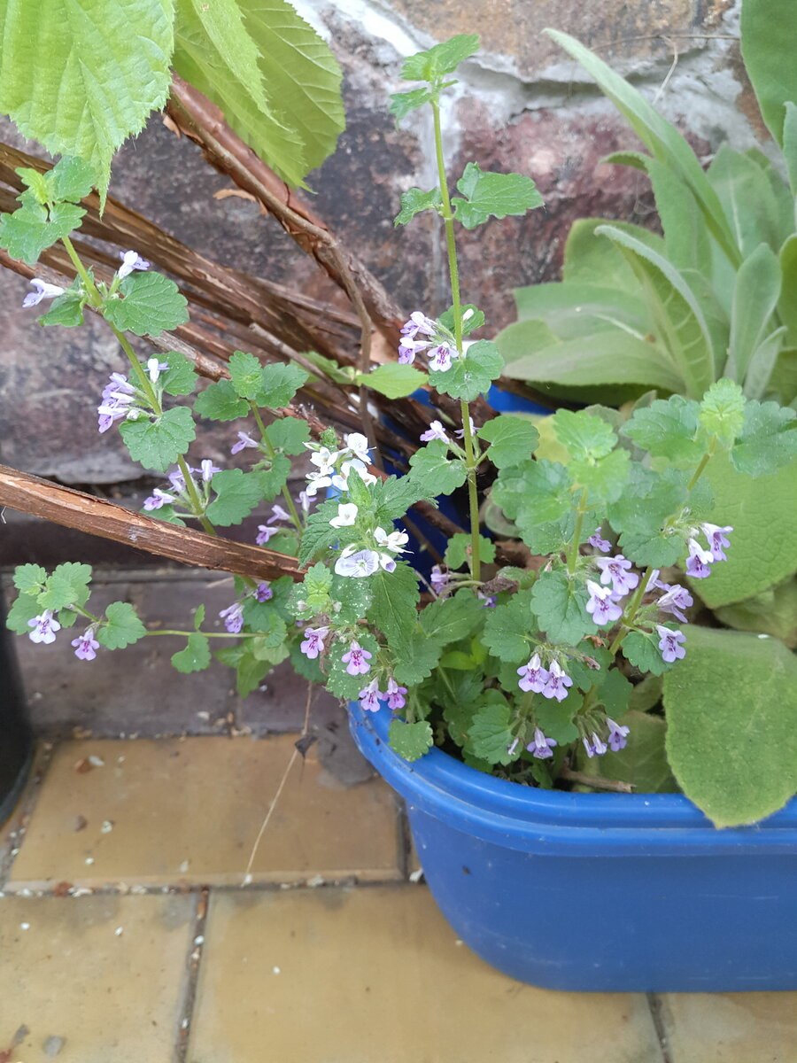 Будра волосистая