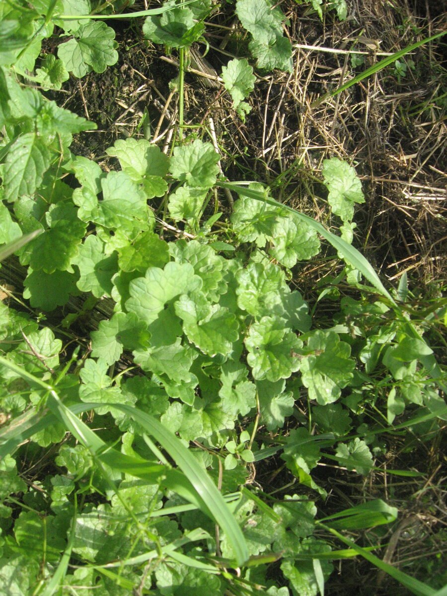 ВЕДЬМИНА трава фото