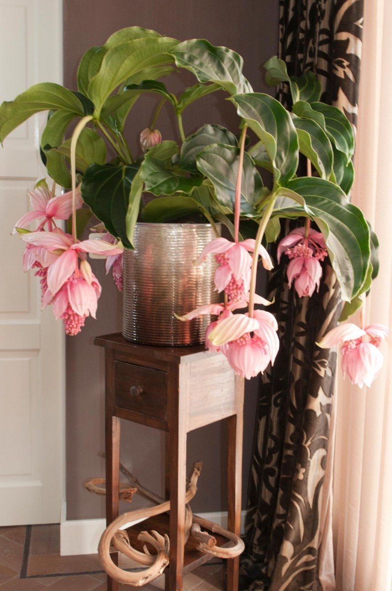 Мединилла-Medinilla speciosa (карликовая)