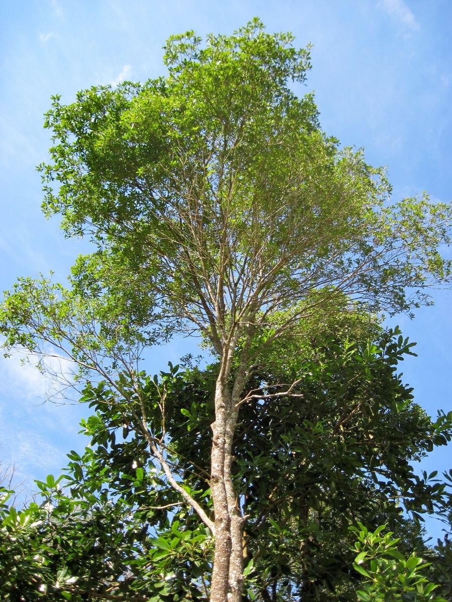 Aspidosperma megalocarpon