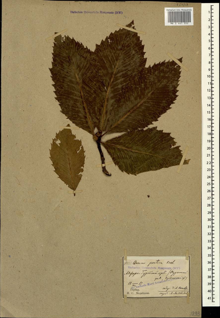 Дуб черешчатый Quercus Robur семена