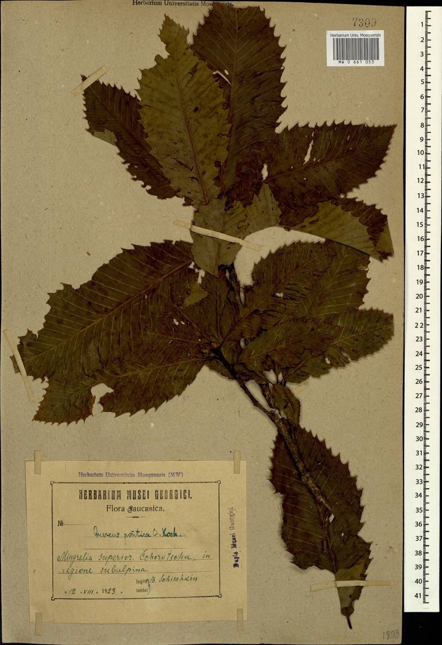 Пробковый дуб в Алжире