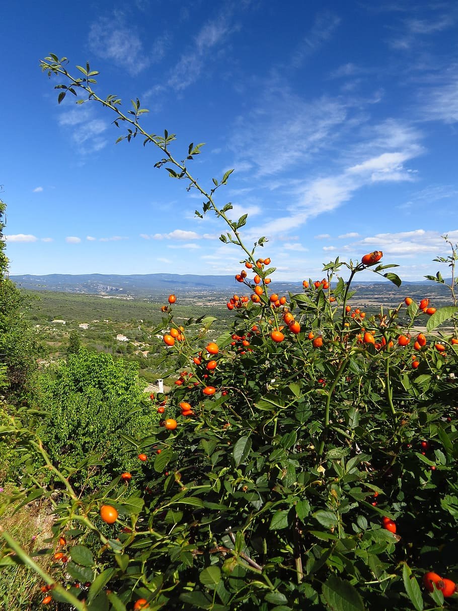 Шиповник крупноплодный цветение