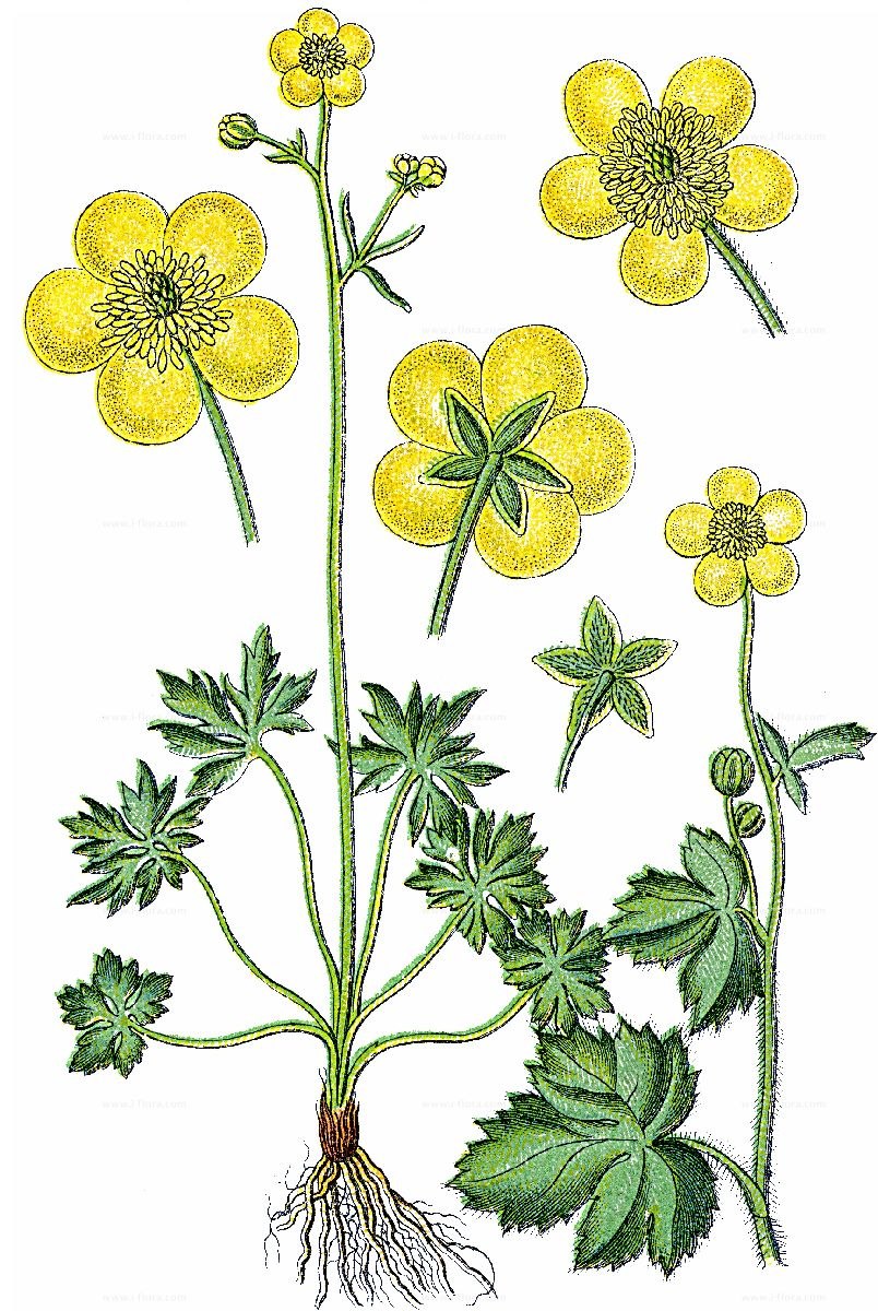 Лютик Лесной желтый