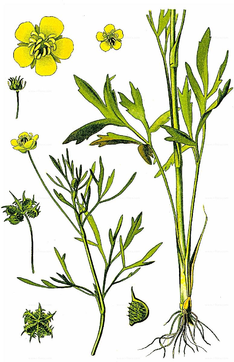 Лютиковые триба