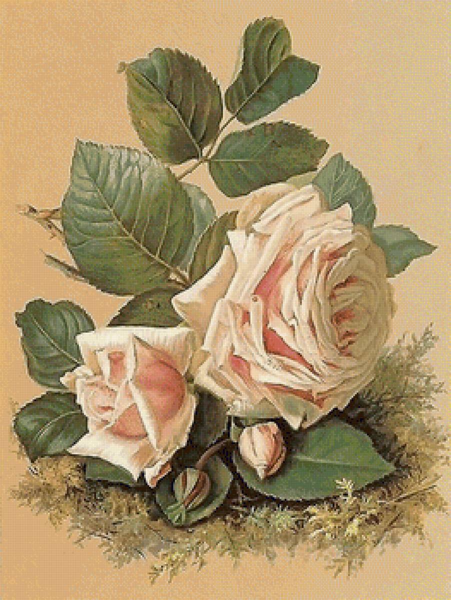 Роза Cupido Эквадор фото