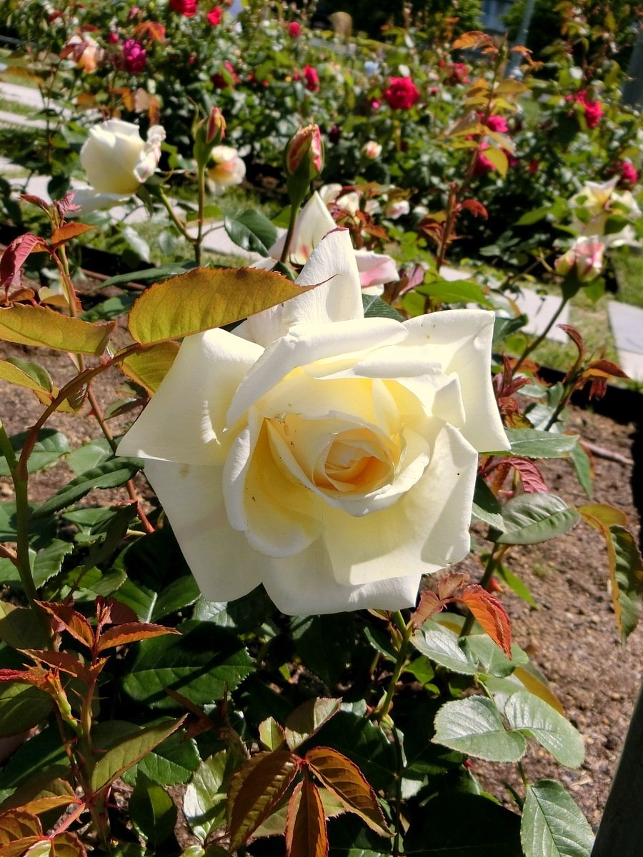 Роза флорибунда Марк Шагал