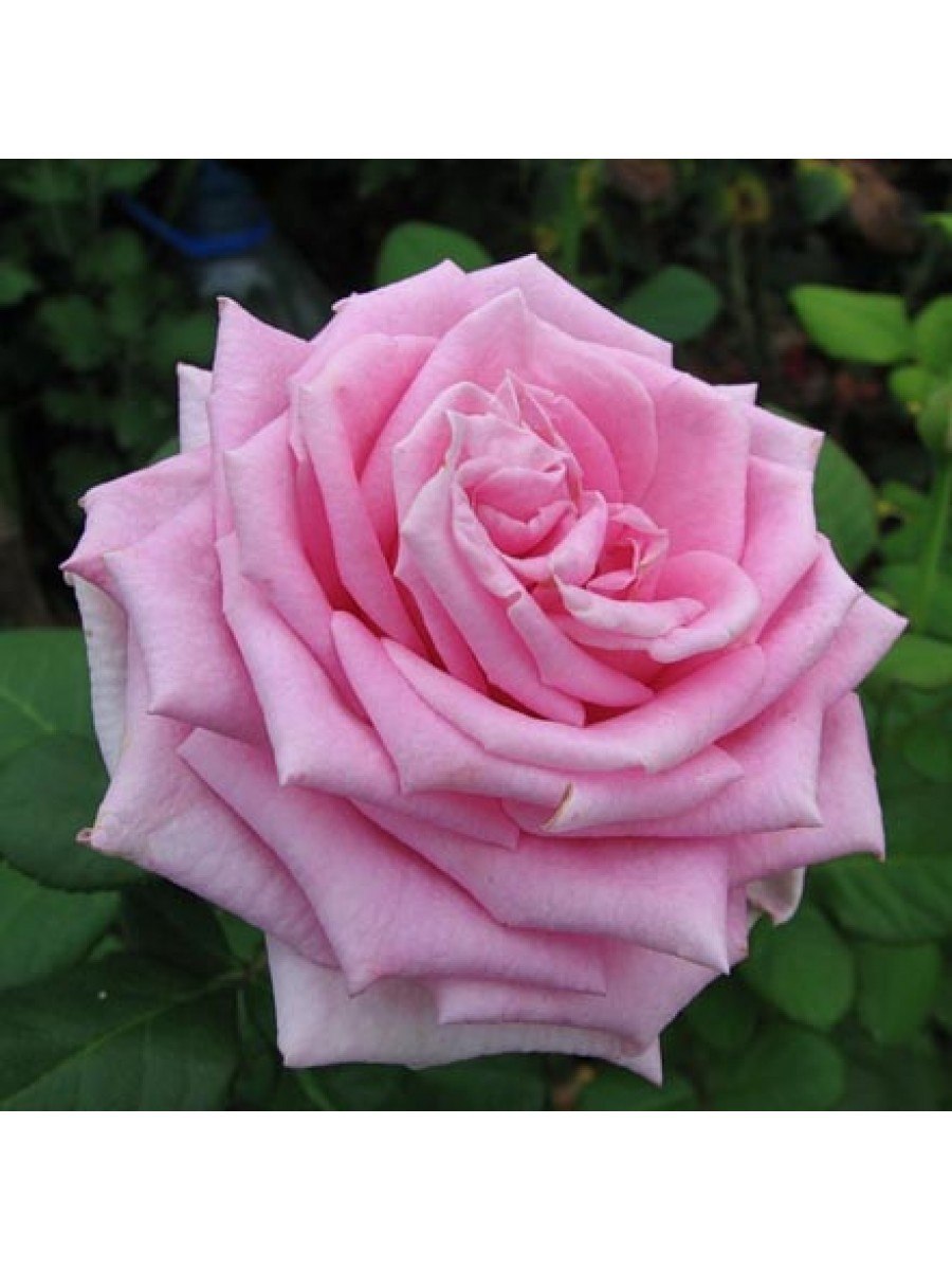 Роза ла франс