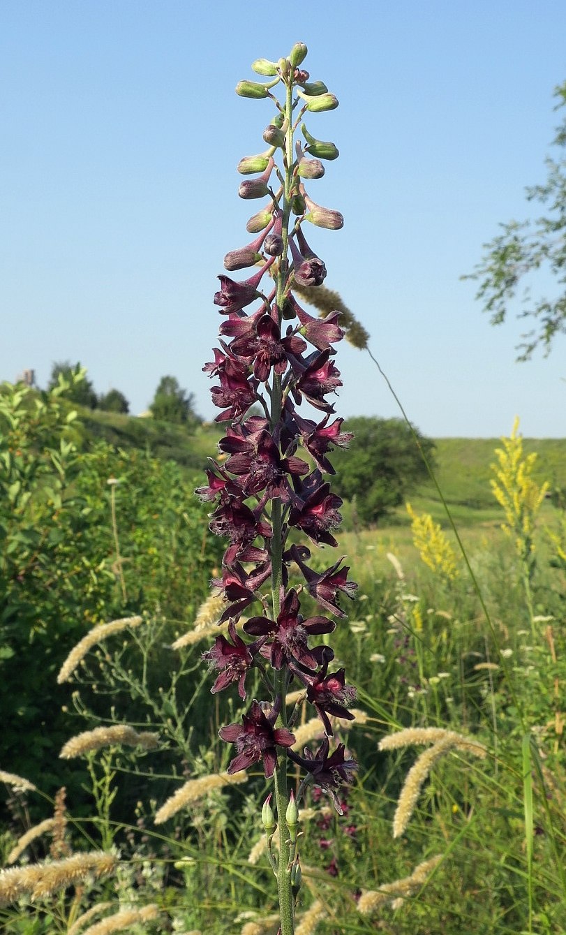 Delphinium puniceum