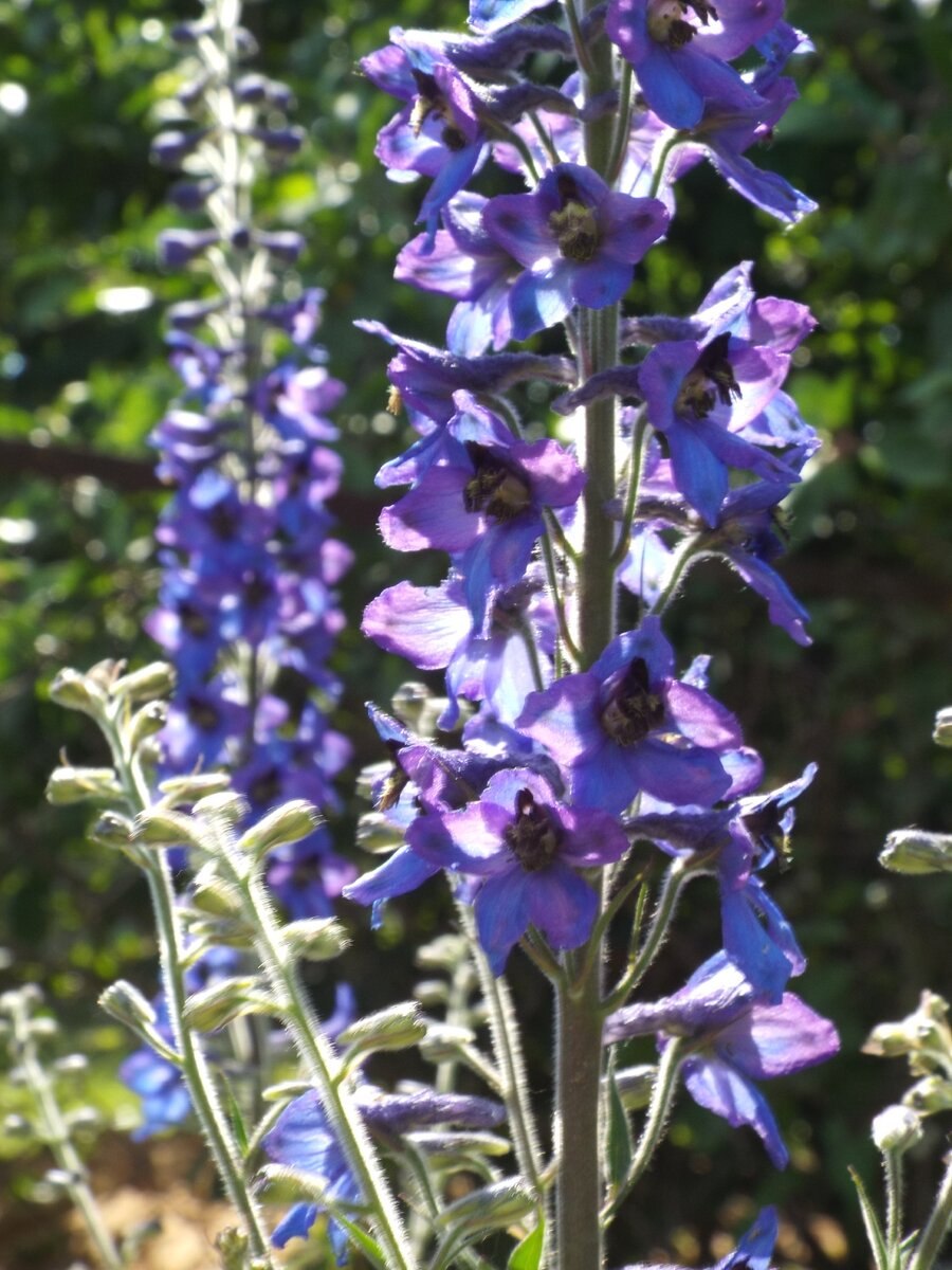 Delphinium schmalhausenii