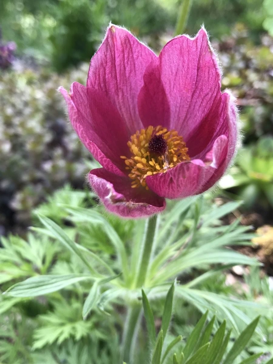 Подснежник Сибирский прострел