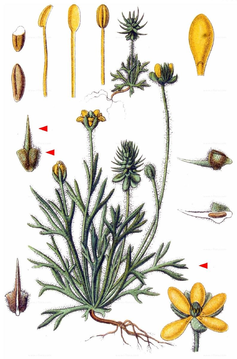 Рогоглавник схема