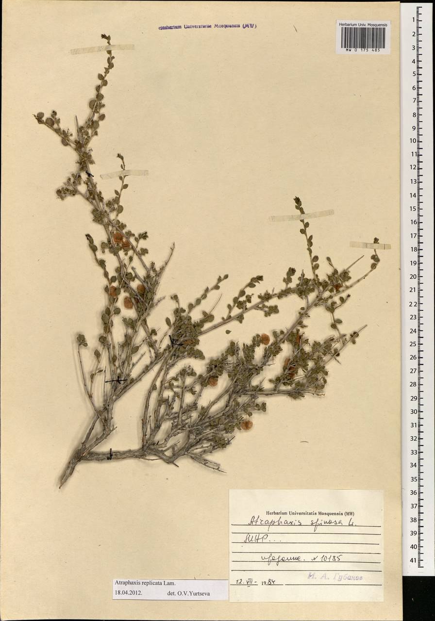 Курчавка шиповатая