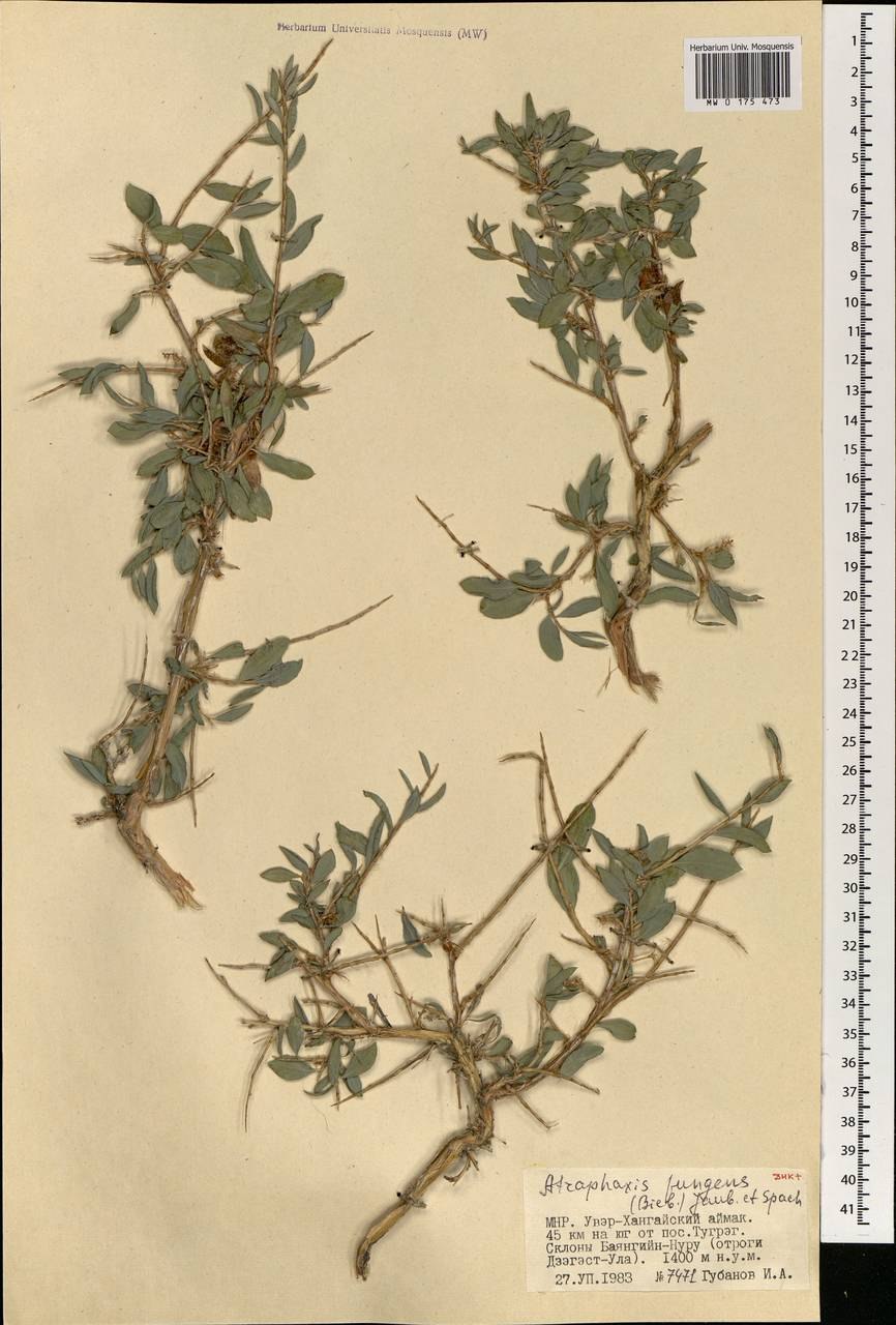 Курчавка узколистная