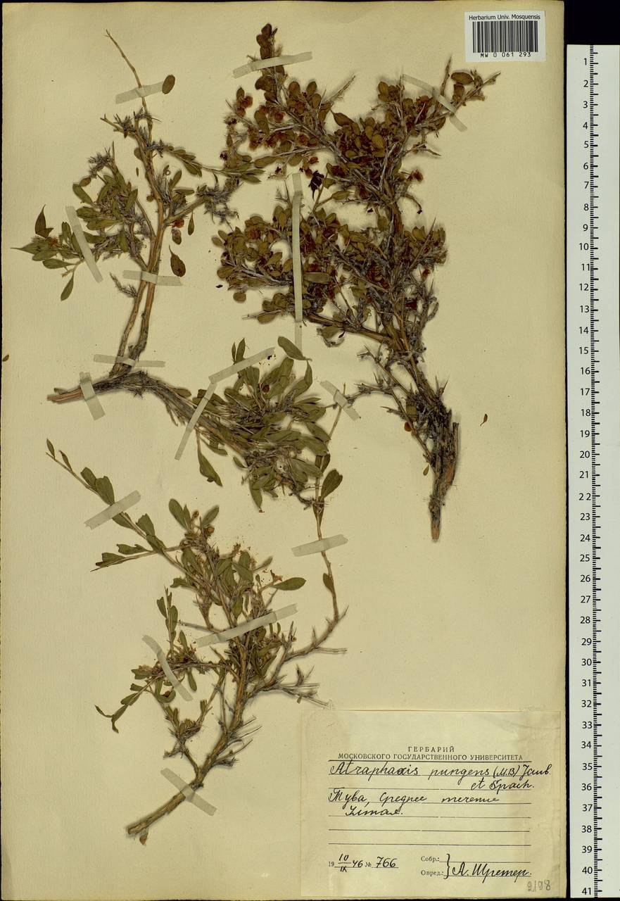 Карбюратор leader pz19jb