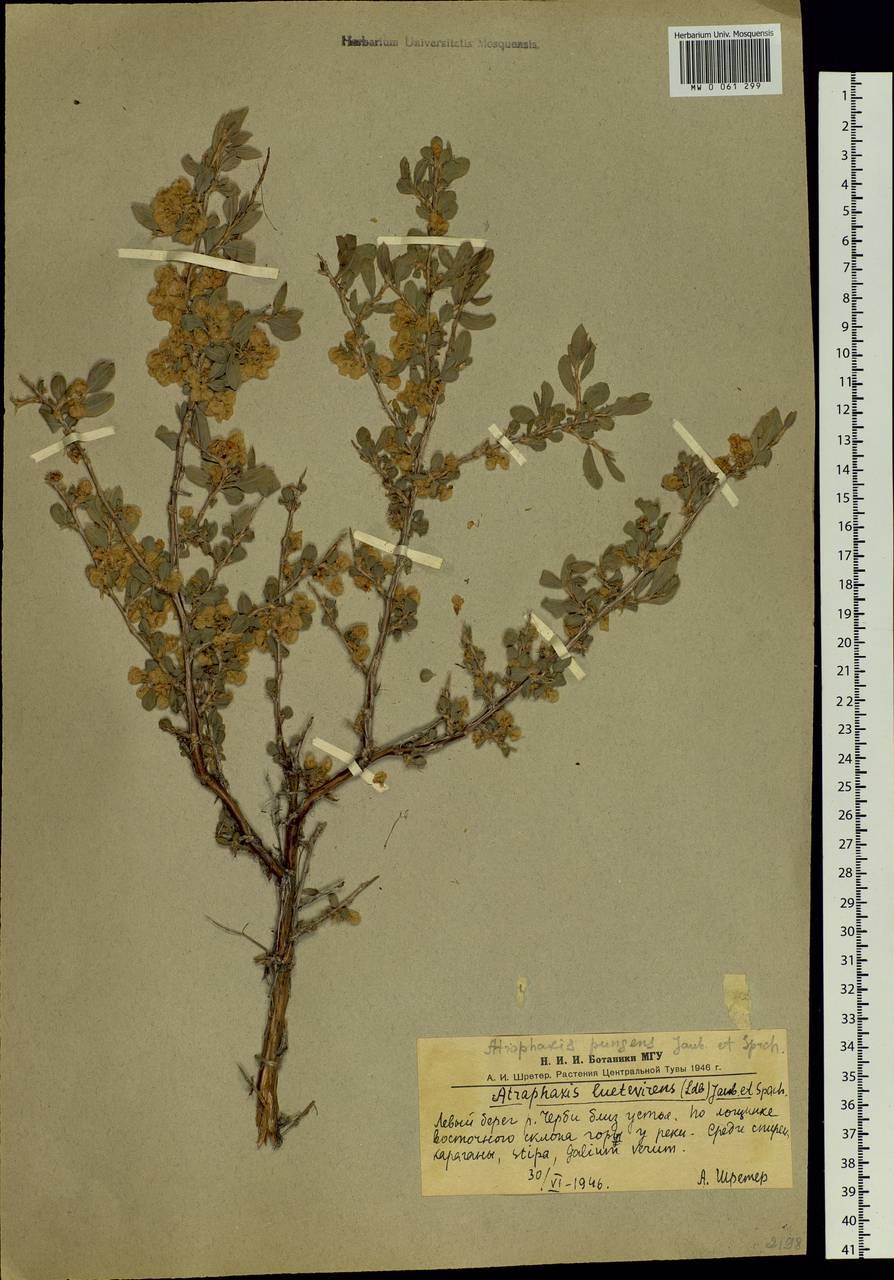 Курчавка обманчивая