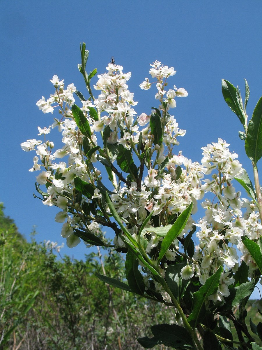 Курчавка отогнутая