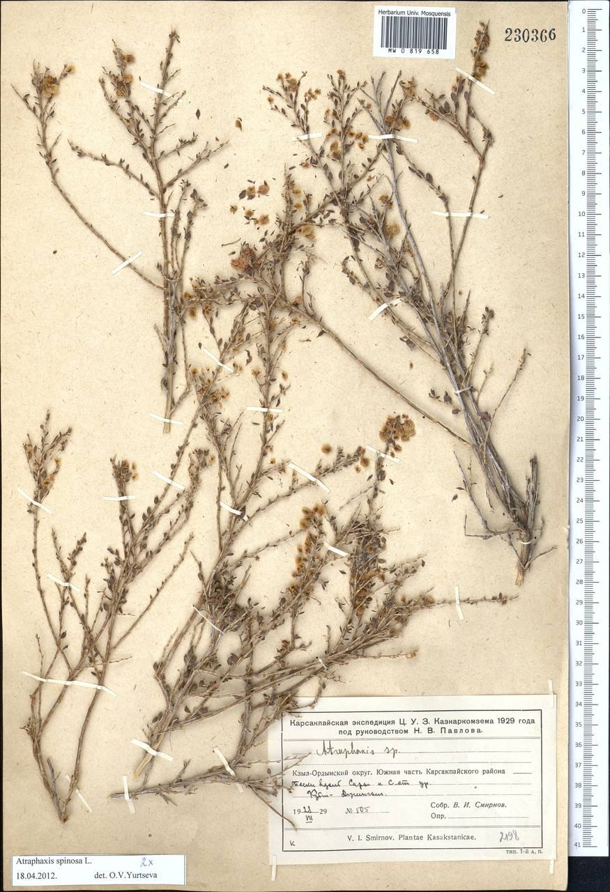 Курчавка кустарниковая (Atraphaxis frutescens (l.) k. Koch)