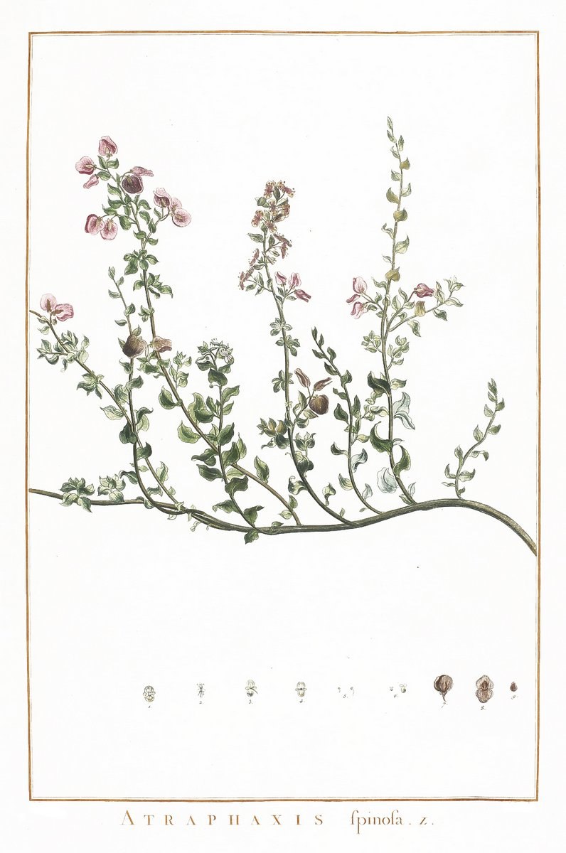 Курчавка колючая рисунок