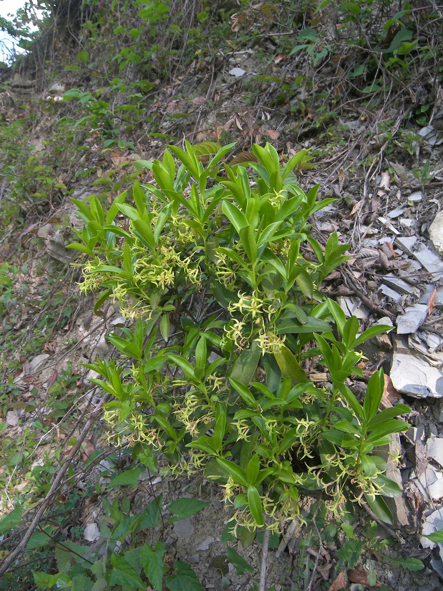 Ива курильская - Salix kurilensis